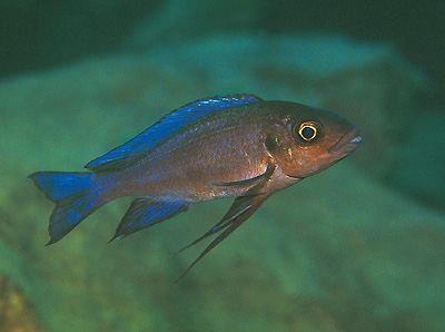 Cunningtonia longiventralis 'Isanga Bay'